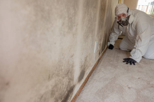 Best Mold Prevention Services  in Northwest Harwinton, CT