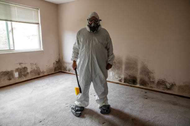 Best Mold Damage Restoration  in Northwest Harwinton, CT